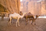 Kamele in der Wüste von Tschad