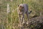 Gepard in Zentralafrika