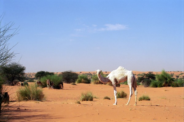 Weisses Kamel, Mauretanien