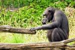 Schimpanse, Elfenbeinküste
