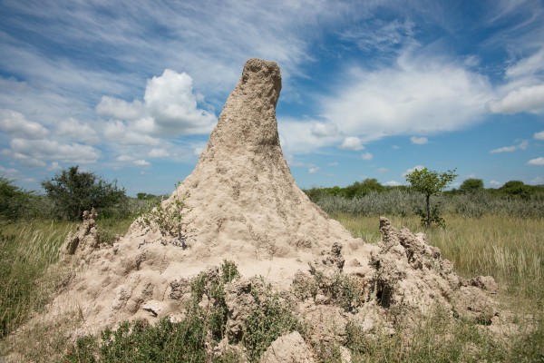 Termitenhügel in Afrika