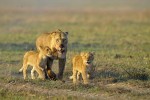 Löwin mit ihrem Nachwuchs auf der Jagd, Sambia