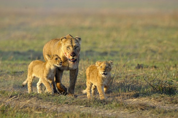 Löwin mit ihrem Nachwuchs auf der Jagd, Sambia