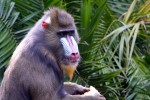 Mandrill in Westafrika