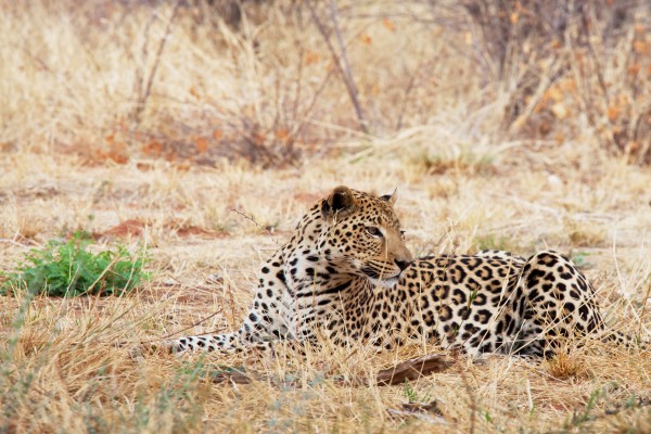 Leopard in Westafrika
