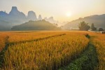 Sonnenaufgang im Reisfeld, Guangxi Provinz China