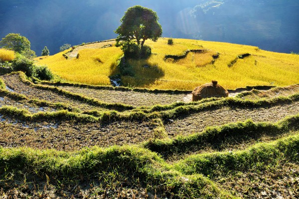 Reisfeld Terrasse bei Ghandruk, Nepal