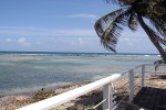 Palme am Strand in Belize