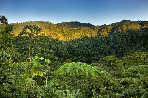 Regenwald, Costa Rica