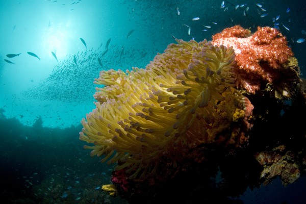 Korallenriff bei Chuuk, Föderierte Staaten von Mikronesien