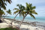 Palmen auf Savaii, Samoa, Polynesien