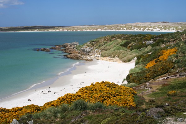 Gypsy Cove, Falkland Islands