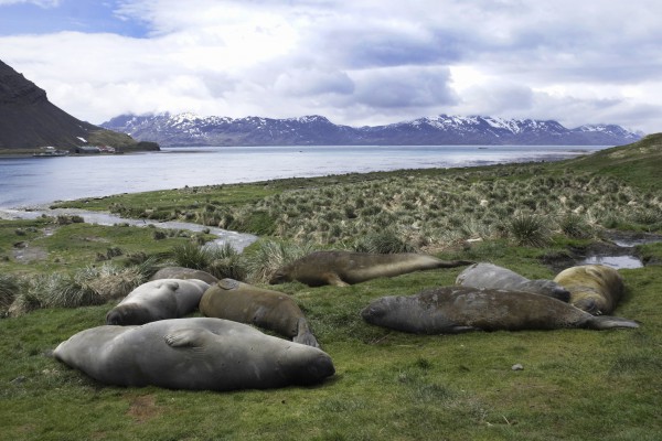 See-Elefanten in Grytviken, Südgeorgien