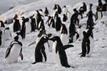 Gruppe von Pinguinen in der Antarktis