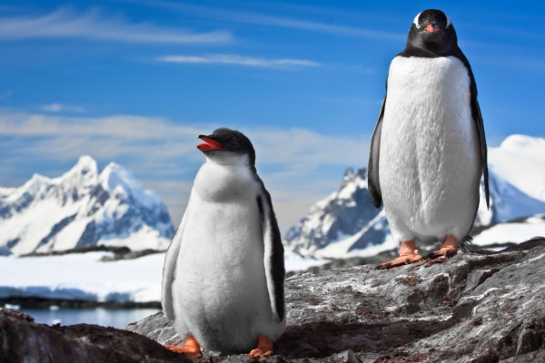 zwei Pinguine auf Felsen