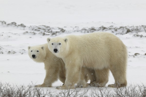 Eisbärenpaar in der arktischen Tundra