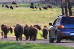 Elk Island National Park, Alberta