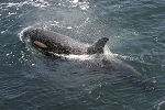 Orca for Galiano Island, Vancouver Island