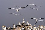 Northern Gannets in a nesting area at Cape St. Marys