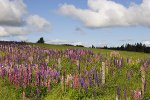 A farm field full of many colors of wild lupins.