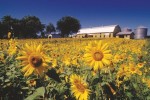 Sonnenblumen Farm, Umgebung von Québec City