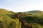 Cowboys on a cattle round up.