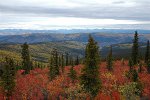 Subarktische Vegetation Yukon