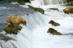 Grizzly Bären, Brooks Falls Katmai National Park, Alaska