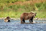 Grizzly Bär, Katmai National Park