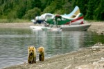 Bären, Katmai NP Alaska