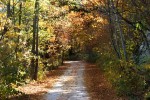 Waldstrasse im Herbst