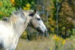 Pferd in der Wildnis