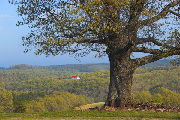 Landschaft in Arkansas