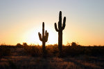 Saguaro Kakteen beim Sonnenuntergang