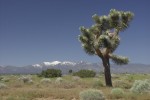 Joshua Tree/Josua-Palmlilie (Yucca)