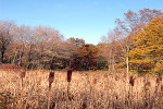 Moorlandschaft der Audubon Society, Greenwich