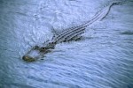 Alligator im Everglades Nationalpark