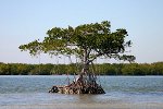 Mangrove im Everglades Nationalpark