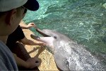 Delfin in Seaworld, Florida