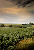 Kornfeld im Sommer