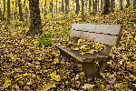 Szene im Morton Arboretum in Lisle