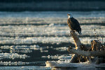 Adler am Ufer des Mississippi
