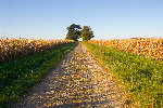 Backcountry-Road in Illinois