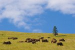 Bisons in Montana