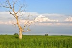 Alter Baum im Grasland der Prärie North Dakotas
