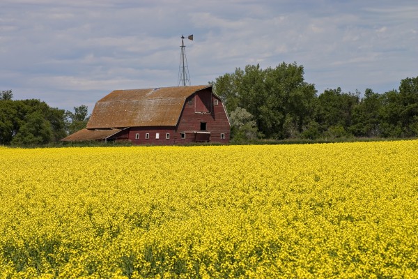 Rote Scheune im Rapsfeld, North Dakota