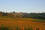 Weinreben in Oregon