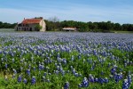 Lupinen Feld, Staatsblume von Texas